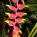 birdofparadise_walindi_v_0705_1013.jpg